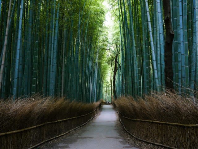 嵯 峨 野 竹 林 Photo by Ludovic Lubeigt CC by 2.0。 嵯 峨 野 竹 林 Photo by Ludovic Lubeigt CC by 2.0。