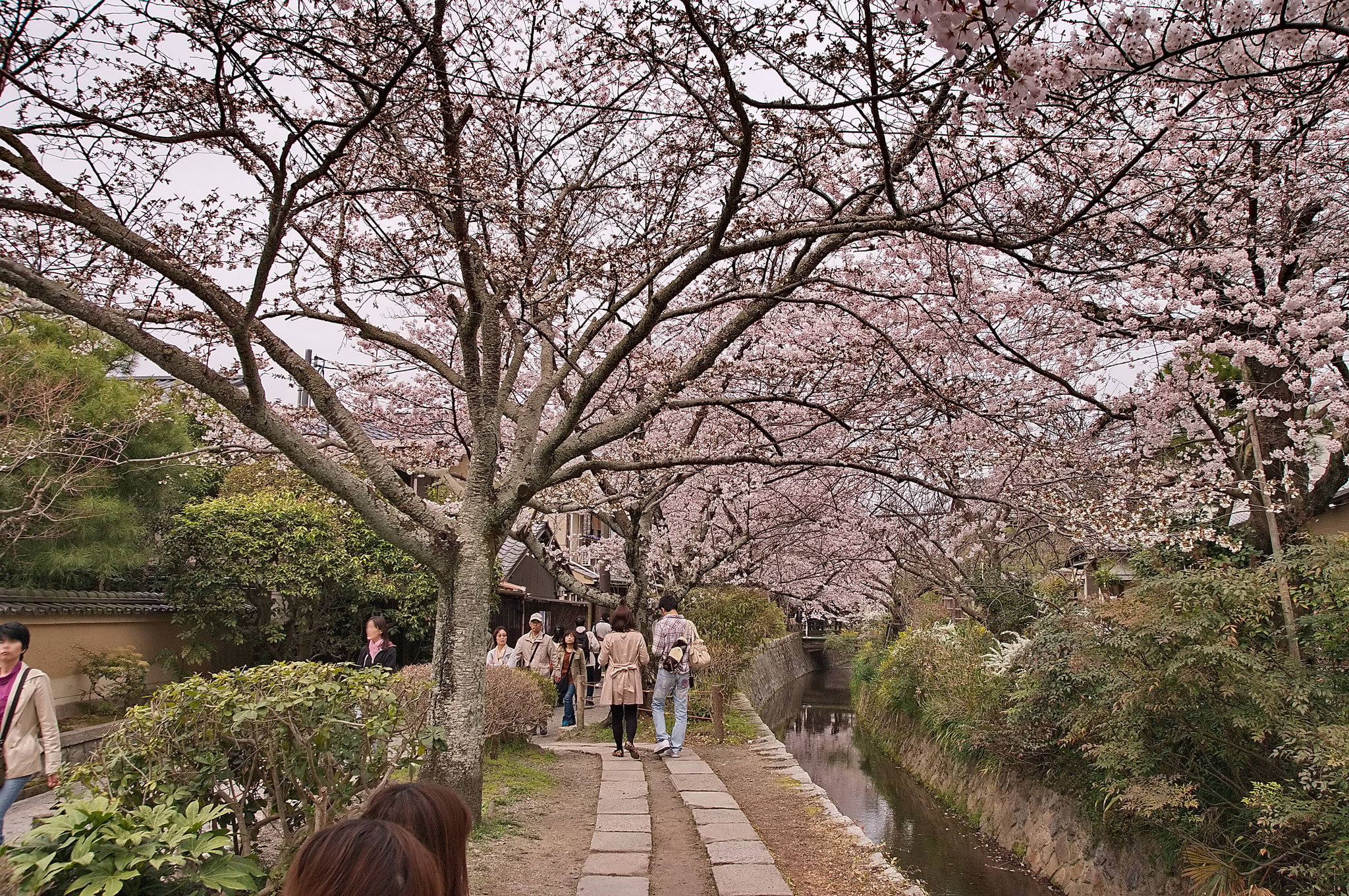 哲 學 之 道 Photo by Kyoto-Picture CC by 2.0。 哲 學 之 道 Photo by Kyoto-Picture CC by 2.0。