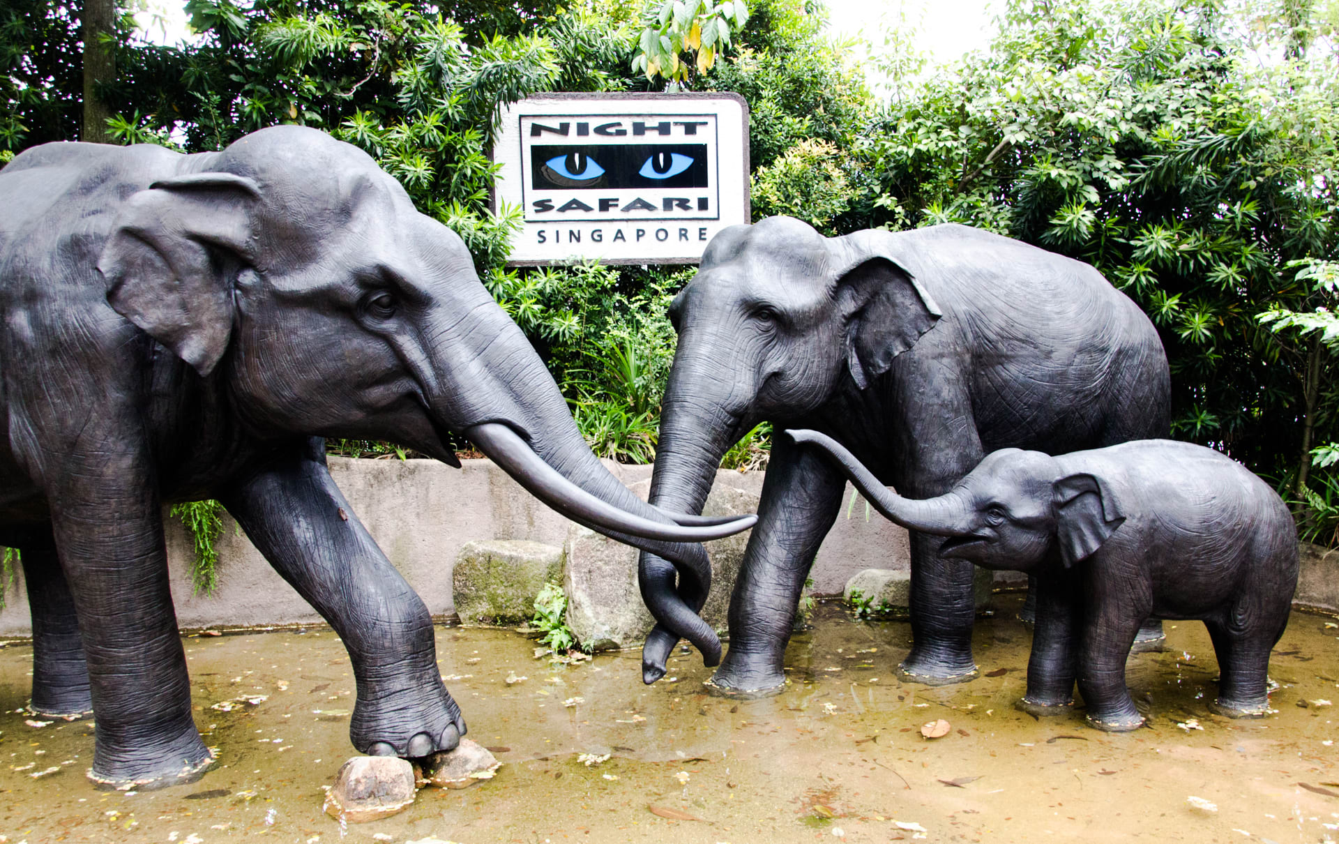 新加坡夜間動物園,來源:Flickr,Murphy Chen。 新加坡夜間動物園,來源:Flickr,Murphy Chen。
