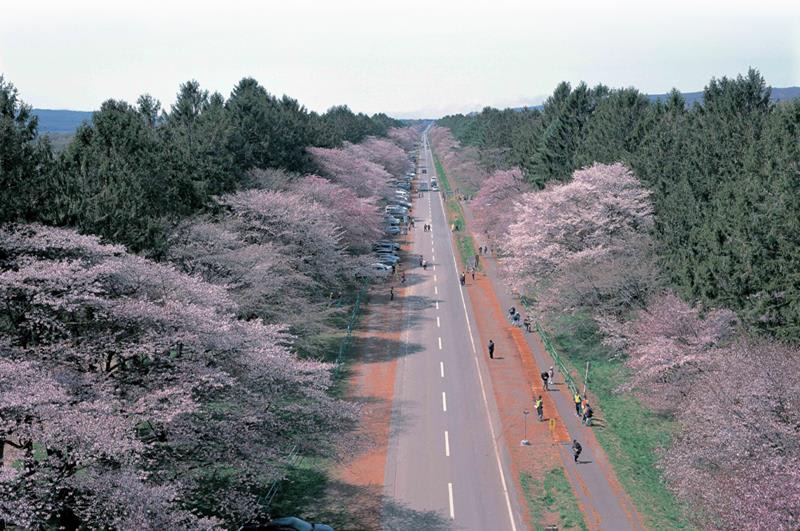 二十間道路櫻並木(照片來源:新日高町觀光協會官網)https://goo.gl/EW7HsM