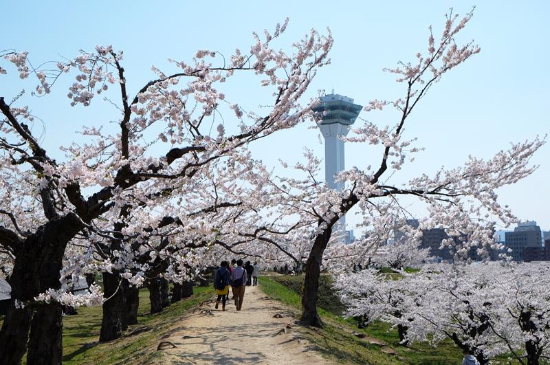 五稜郭公園(照片來源:函館市觀光資訊官方網站Hakodate Photo Library)https://goo.gl/2W6PU6