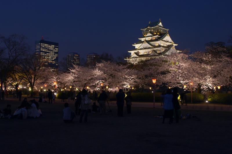 大阪城夜櫻(照片來源:大阪觀光局PHOTO LIBRARY)http://www.osaka-info.jp/photo_library/
