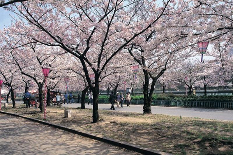 毛馬櫻之宮公園(照片來源:大阪觀光局PHOTO LIBRARY) http://www.osaka-info.jp/photo_library/