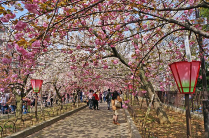 造幣局及櫻花道(照片來源:大阪觀光局PHOTO LIBRARY) http://www.osaka-info.jp/photo_library/