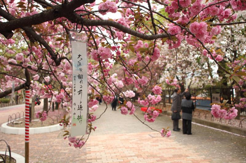 造幣局及櫻花道(照片來源:大阪觀光局PHOTO LIBRARY) http://www.osaka-info.jp/photo_library/