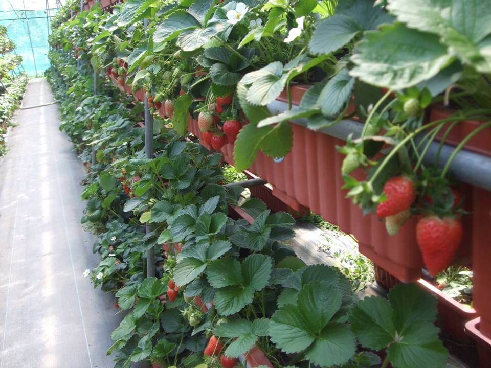 圖片來源:FB@neihustrawberry