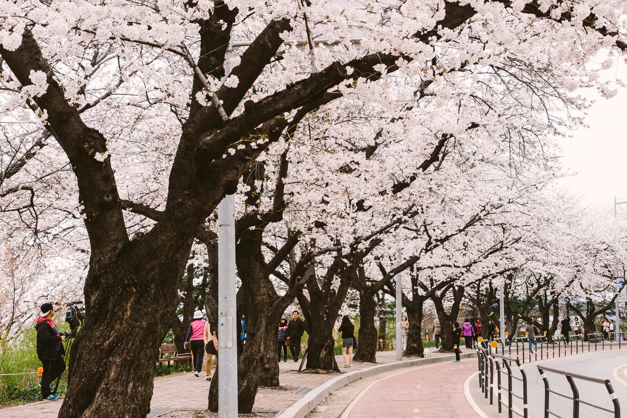 汝矣島漢江公園 來源:https://goo.gl/SBiywc