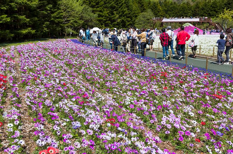 (照片來源:富士芝櫻祭事務局)http://www.shibazakura.jp/chs/