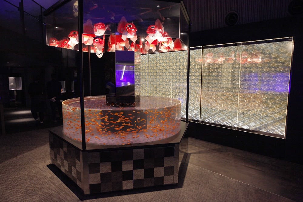 低調奢華的金魚展示區(圖片來源:https://goo.gl/W8JVWN)