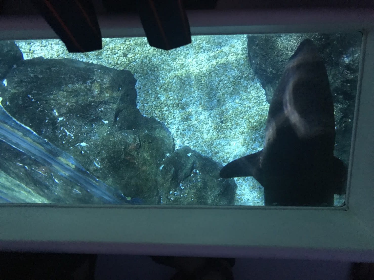 船身中間會有透明玻璃,可以清楚看見船身下方的生物移動的模樣,圖片來源:KLOOK客路/Ann拍攝。
