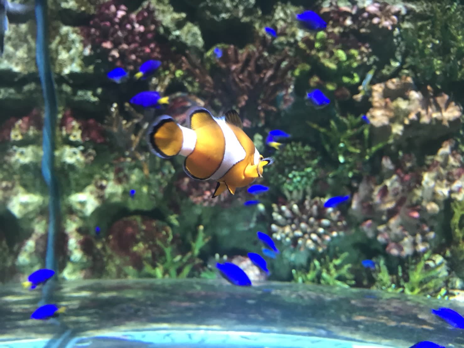 曼谷暹羅世界的小丑魚,圖片來源:KLOOK客路/Ann拍攝。