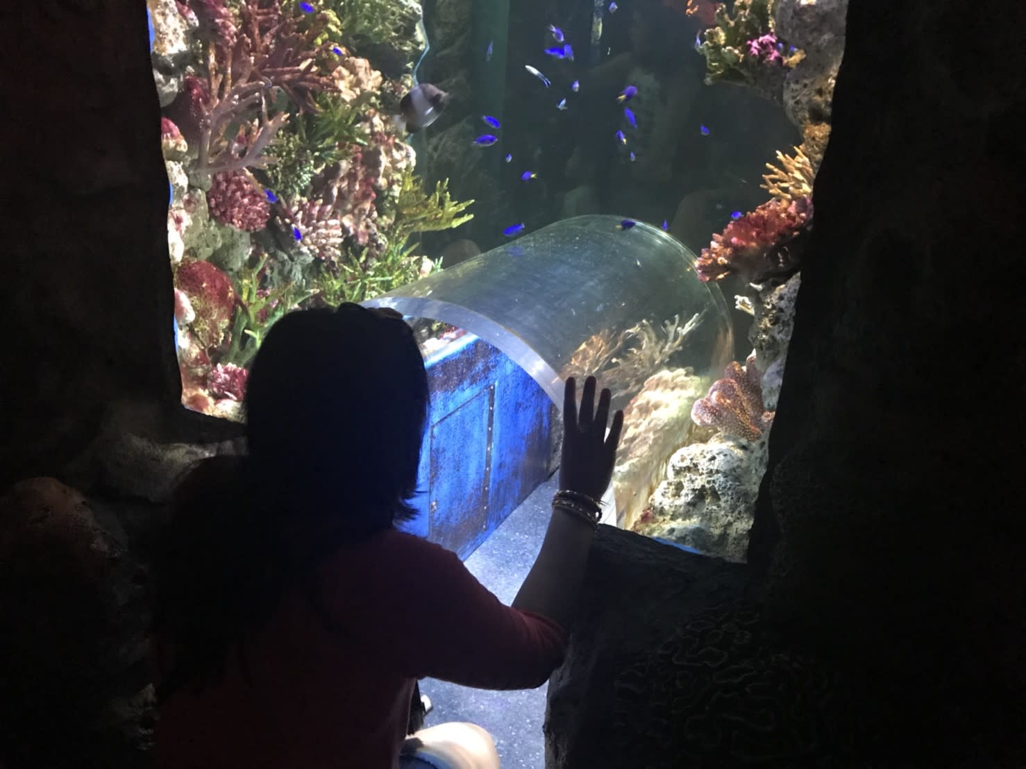 曼谷暹羅海洋世界,水族箱下方都會有小山洞可以讓小朋友坐著欣賞上方的景觀,圖片來源:KLOOK客路/Ann拍攝。。