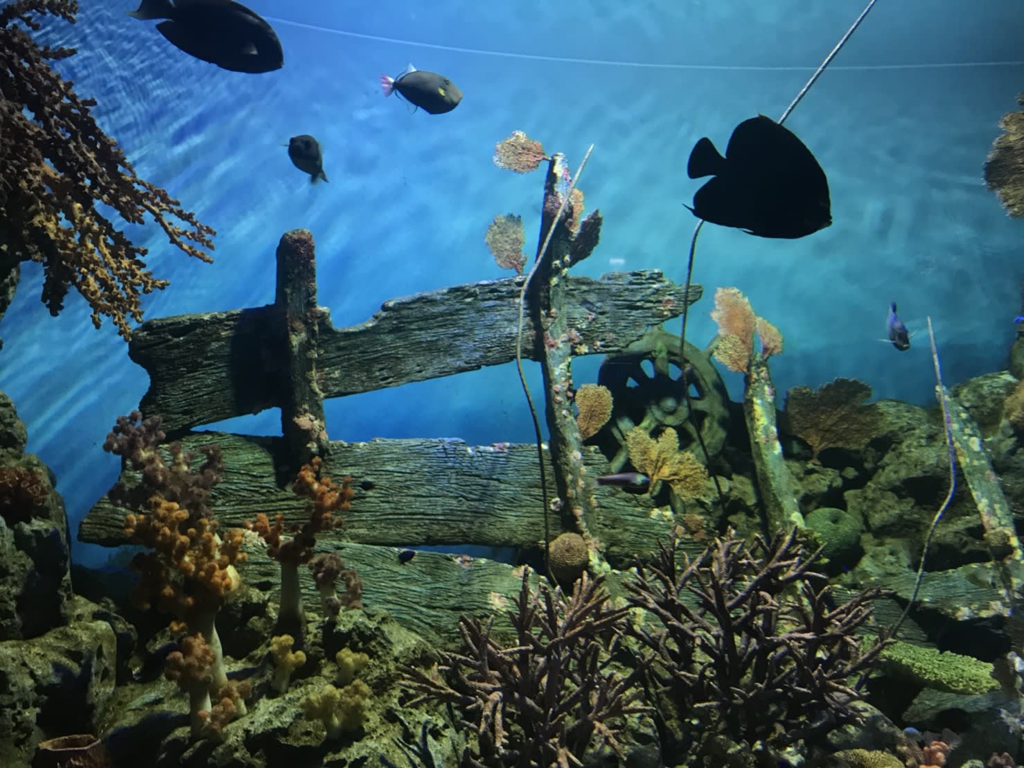 曼谷暹羅海洋世界,熱帶魚水族箱,圖片來源:KLOOK客路/Ann拍攝。