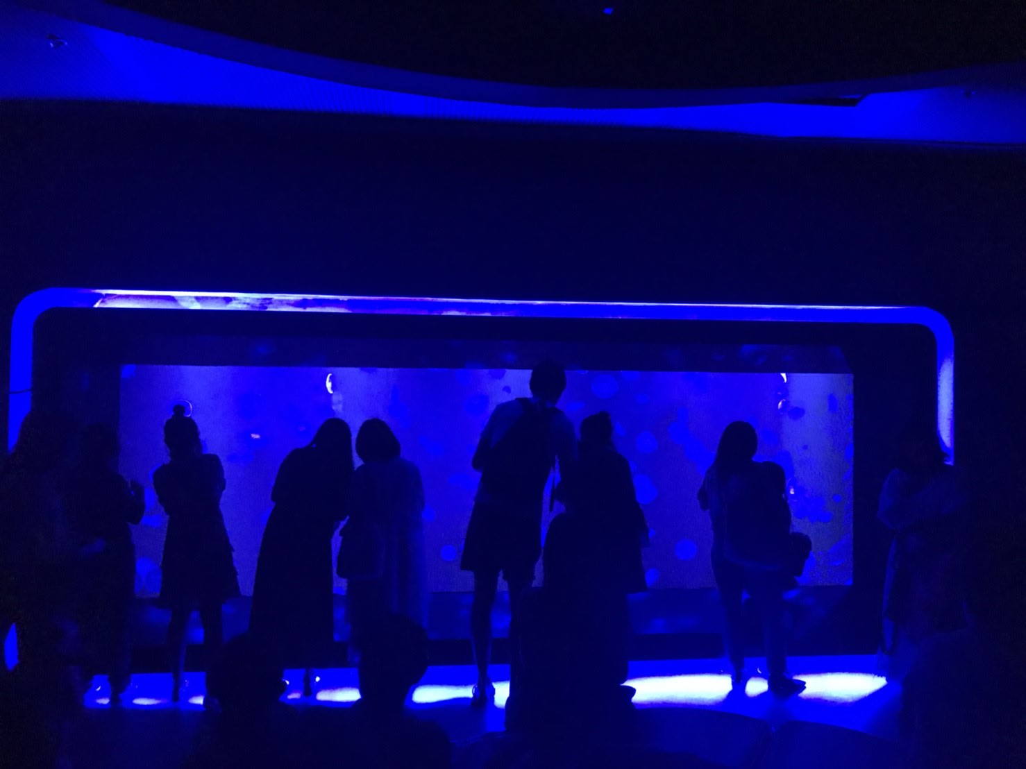 大家都駐足在水母的水族箱前方,圖片來源:KLOOK客路/Ann拍攝。