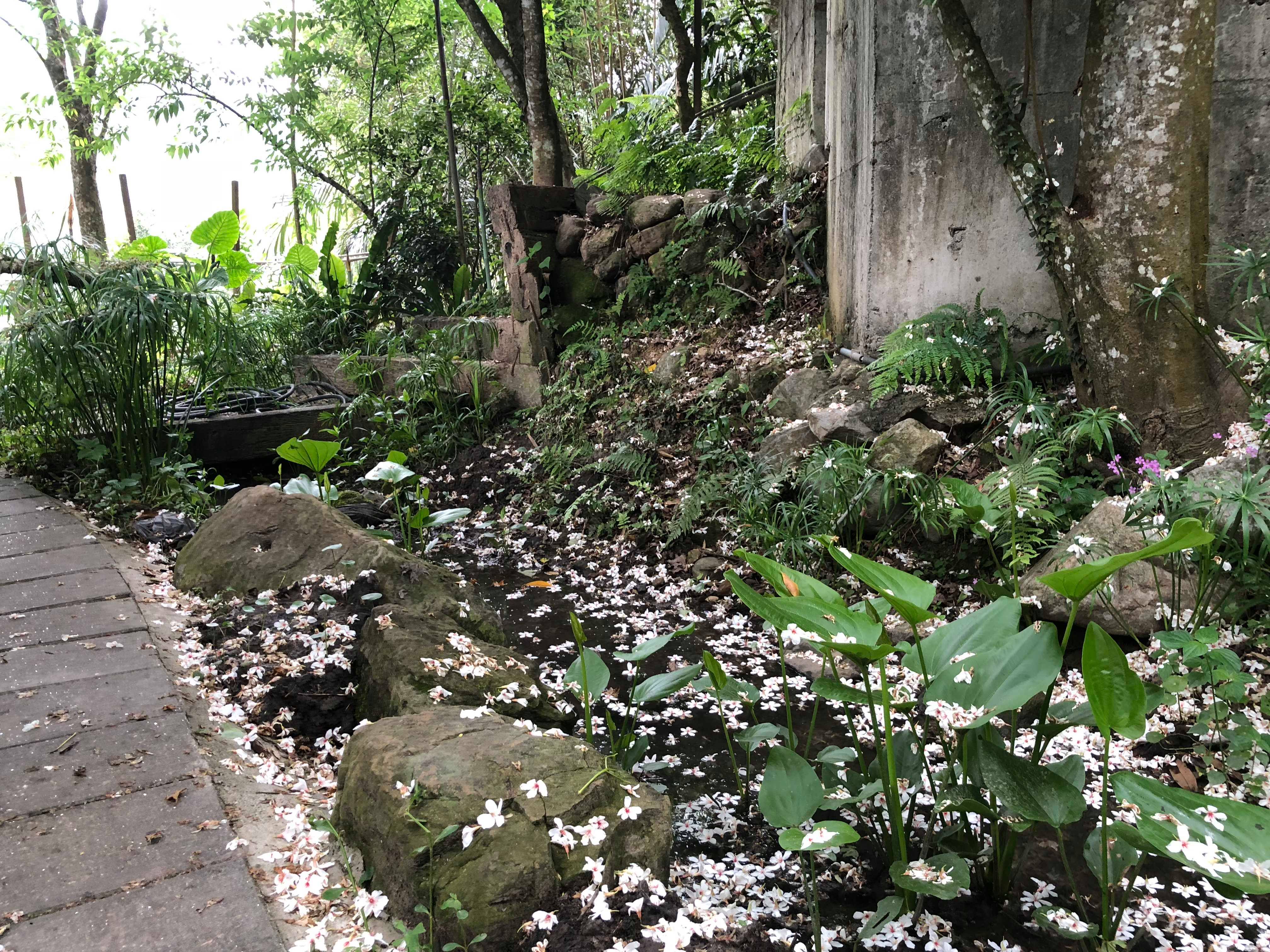 【2018 桐花季】五月賞油桐花必去景點、交通、行程、美食全攻略