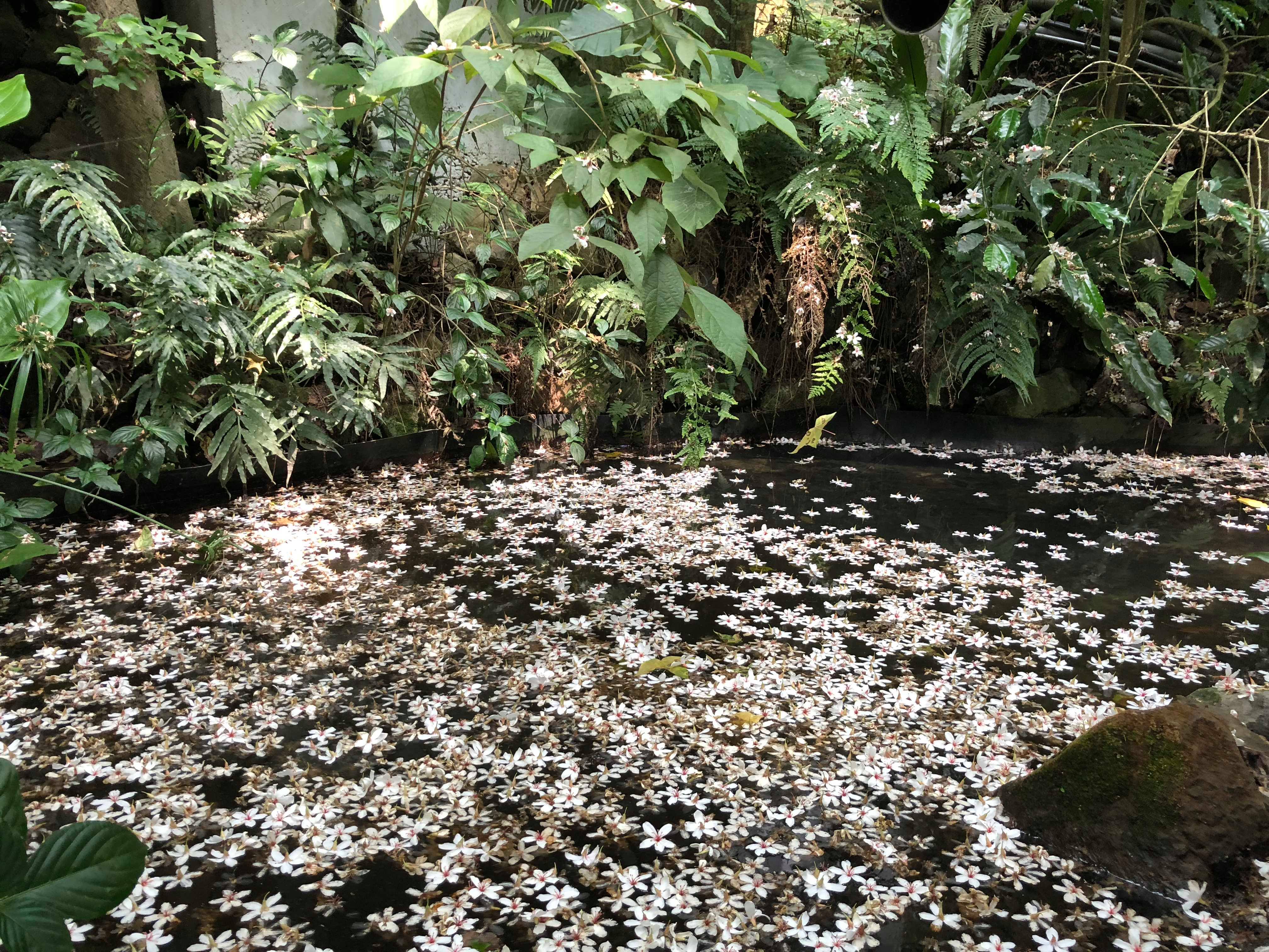 【2018 桐花季】五月賞油桐花必去景點、交通、行程、美食全攻略