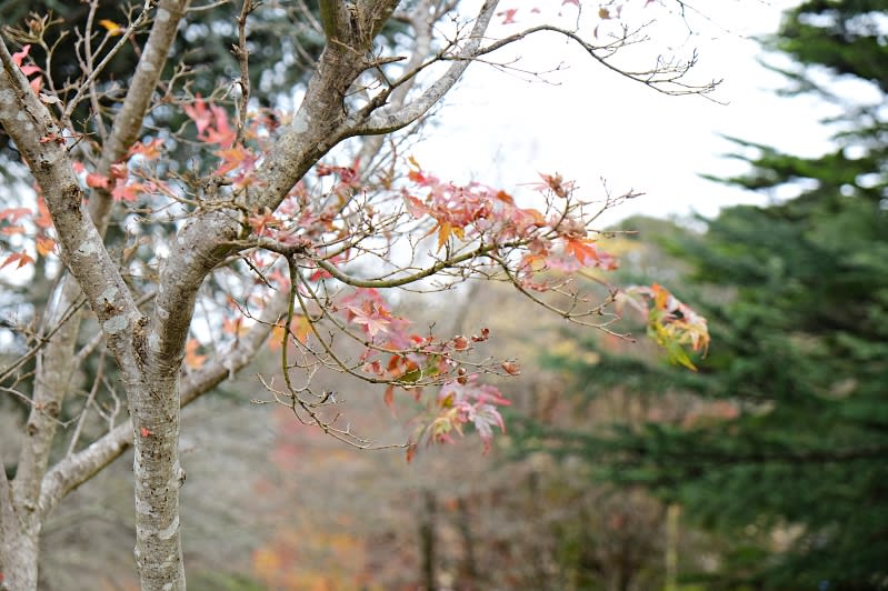 搭纜車俯瞰雪梨藍山 Blue Mountains行程、交通、景點全攻略 藍山路邊的楓葉
