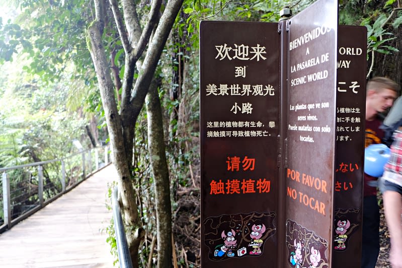 搭纜車俯瞰雪梨藍山 Blue Mountains行程、交通、景點全攻略 享受古老雨林的芬多精