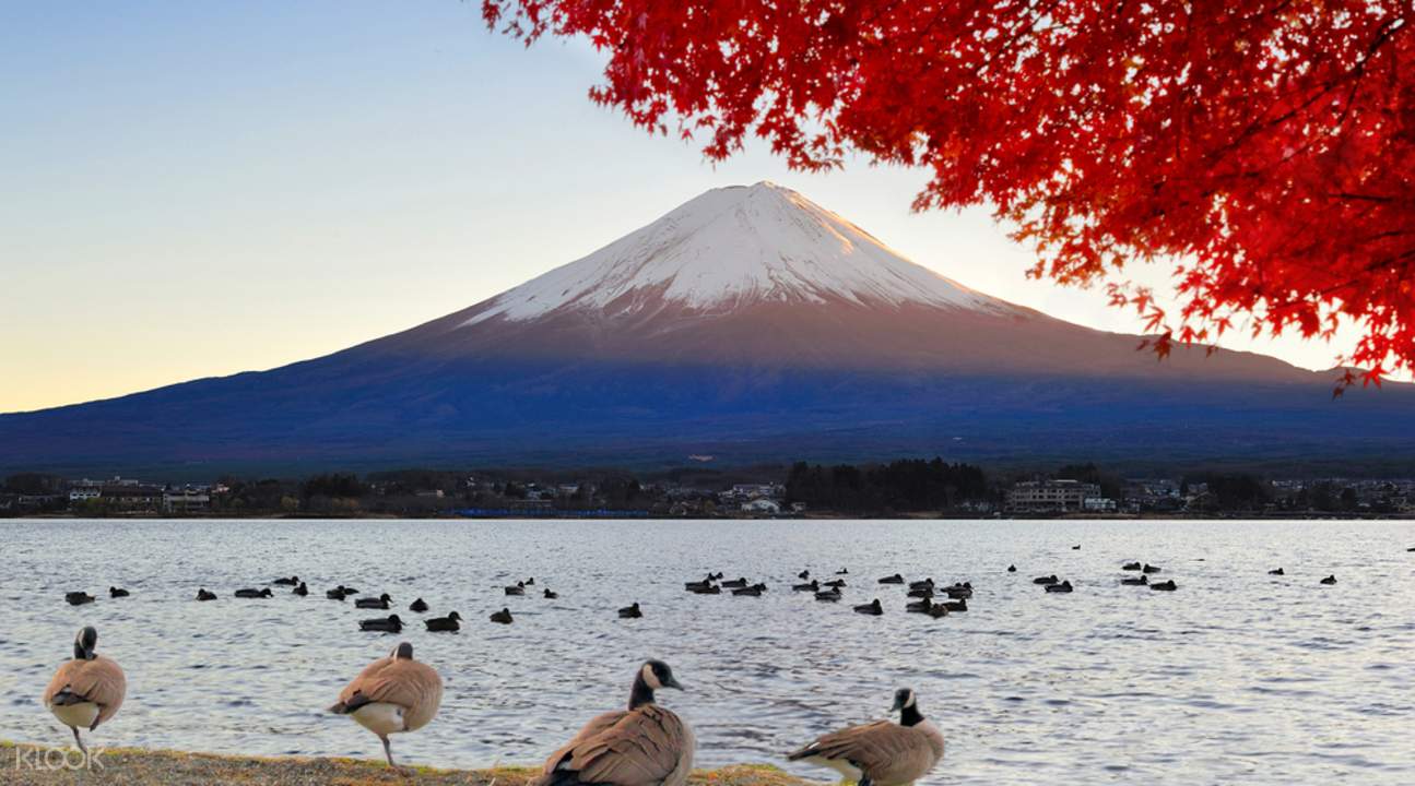神聖又浪漫的富士山,美景隨四季變化。