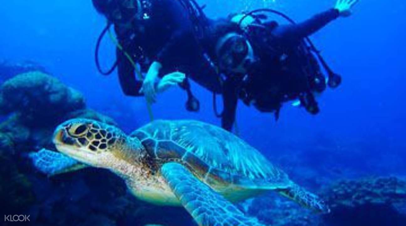 和魚兒一樣在水底悠遊,看見大海龜從身邊經過,何等幸運。 和魚兒一樣在水底悠遊,看見大海龜從身邊經過,何等幸運。