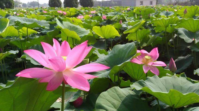 白河蓮花/ photo by Fun心農場 阿勃勒/ photo by Fun心農場