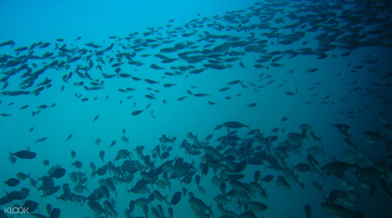 無數種類的熱帶魚成群結隊在身邊有過,在珊瑚群中自由穿梭 無數種類的熱帶魚成群結隊在身邊有過,在珊瑚群中自由穿梭
