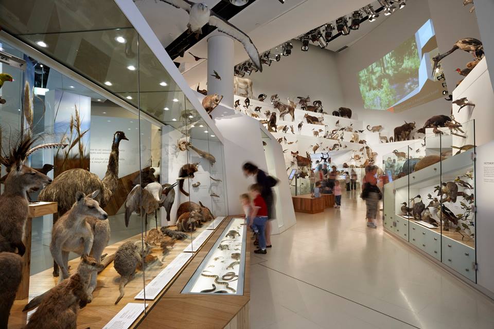 動物館展示著各種不同的澳洲動物。(圖片取自墨爾本博物館官方FB粉絲團) 動物館展示著各種不同的澳洲動物。(圖片取自墨爾本博物館官方FB粉絲團)