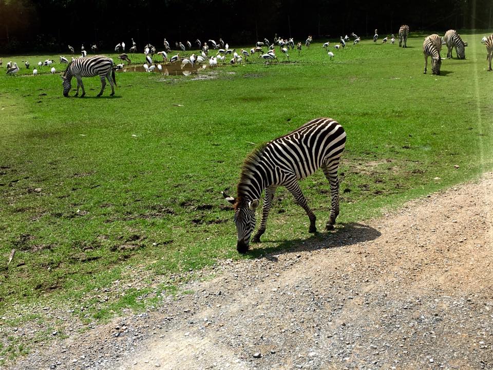 搭乘遊園車可觀賞到許多野生動物。攝影:Mars 搭乘遊園車可觀賞到許多野生動物。攝影:Mars
