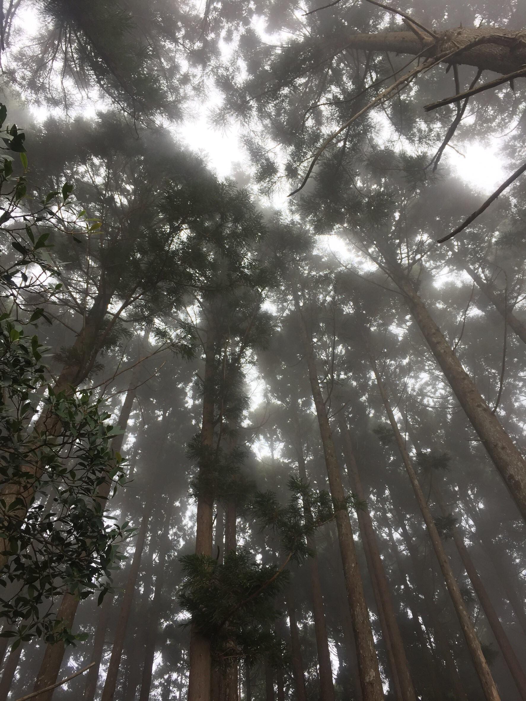 午後濃霧漸起,在野馬瞰山的森林中,享受芬多精。 午後濃霧漸起,在野馬瞰山的森林中,享受芬多精。