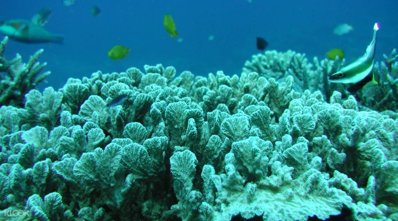 看著魚兒悠游,心情格外放鬆。 看著魚兒悠游,心情格外放鬆。