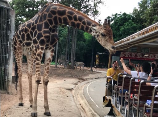 「遊園遊覽車」可以零距離和觀察動物。來源:KLOOK。 「遊園遊覽車」可以零距離和觀察動物。來源:KLOOK。
