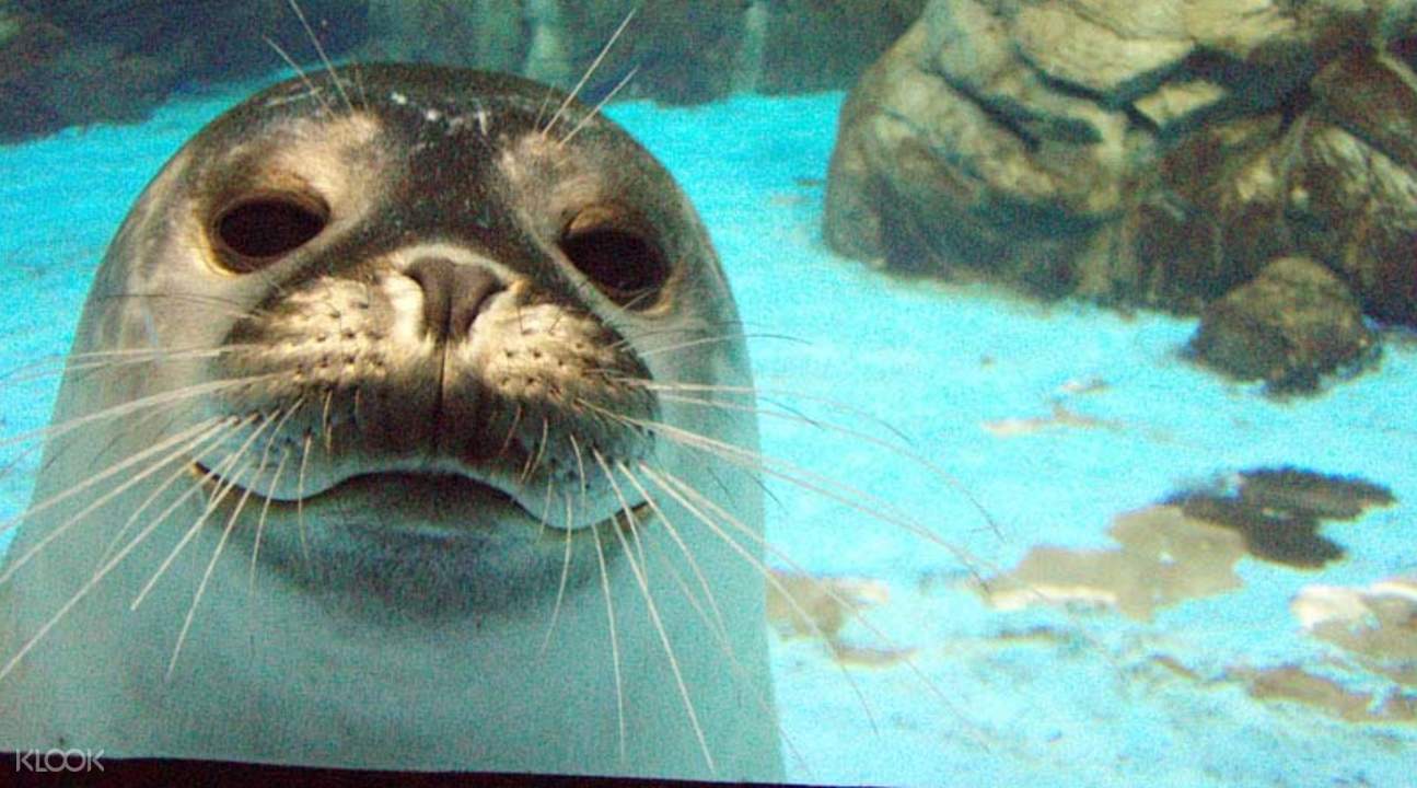 國立海洋生物博物館海豹