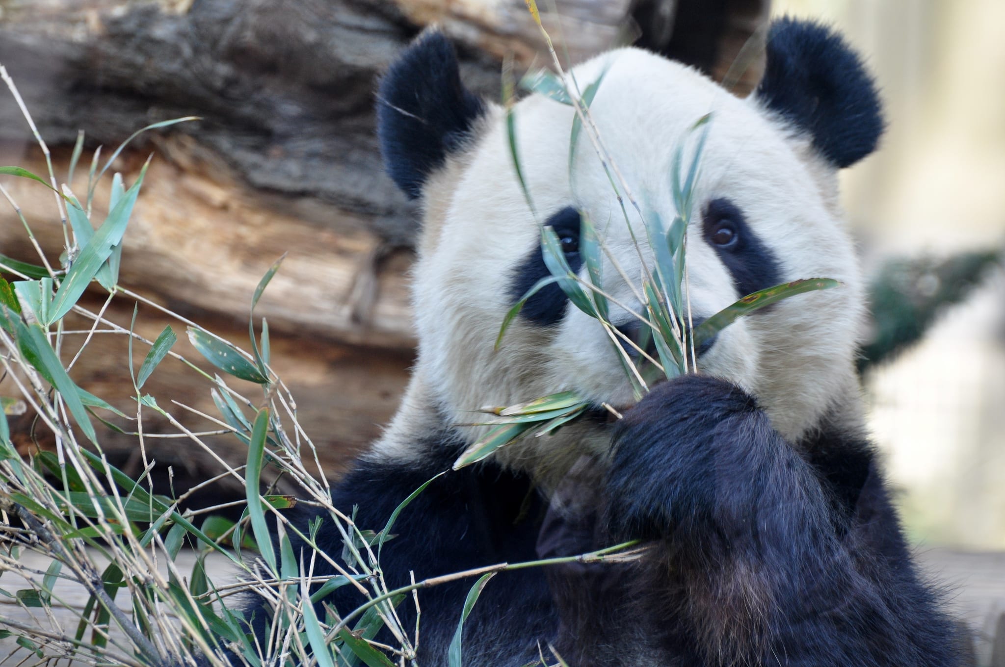 上野動物園,取自:TAKA@P.P.R.S 上野動物園,取自:TAKA@P.P.R.S