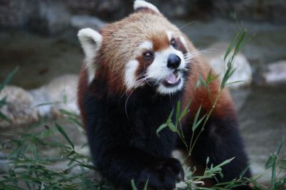 江戶川自然公園,來源:江戶川動物園官網 江戶川自然公園,來源:江戶川動物園官網