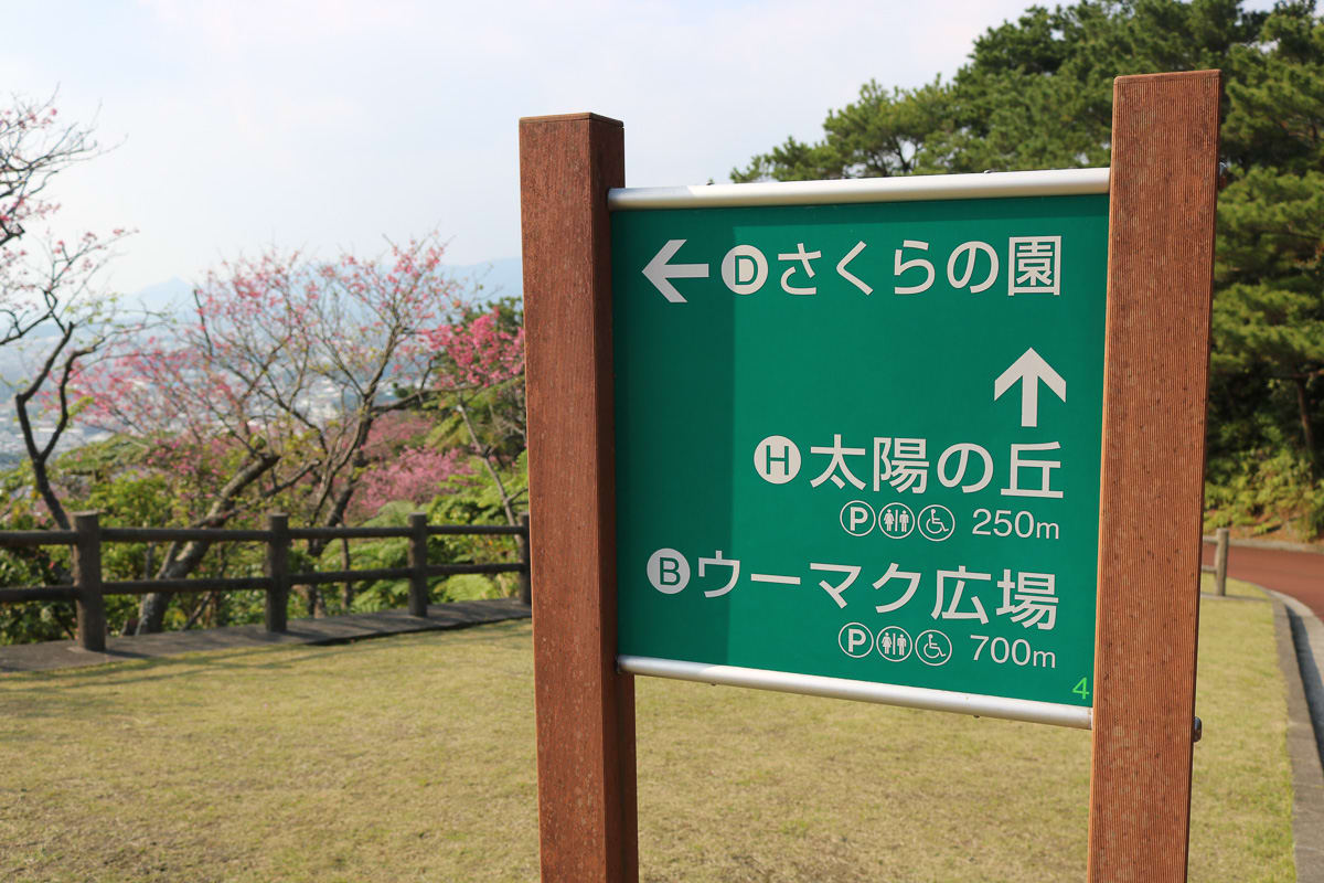 櫻的公園。攝影:老蝦 櫻的公園。攝影:老蝦