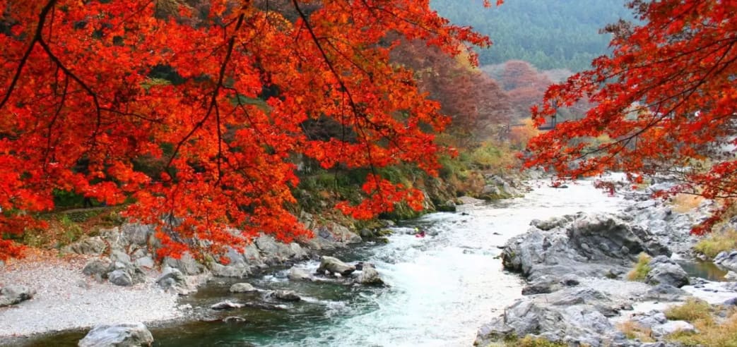 【2018日本楓葉季】一起徜徉在窒息艷紅美景裡吧!10大日本賞楓景點懶人包