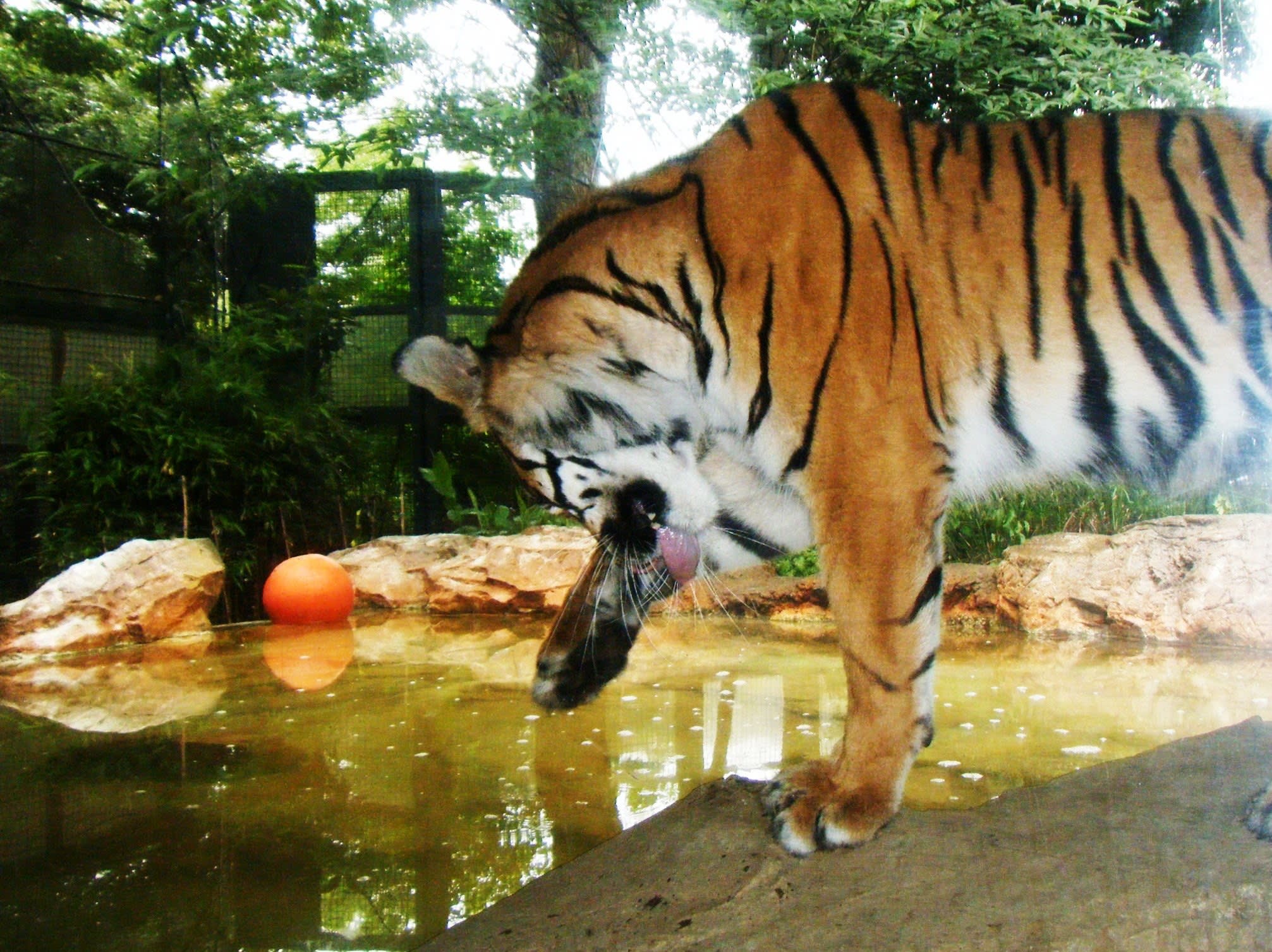 上野動物園,取自維基百科:伊部リコ 上野動物園,取自維基百科:伊部リコ