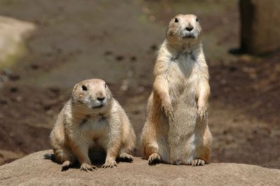 江戶川自然公園,來源:江戶川動物園官網 江戶川自然公園,來源:江戶川動物園官網