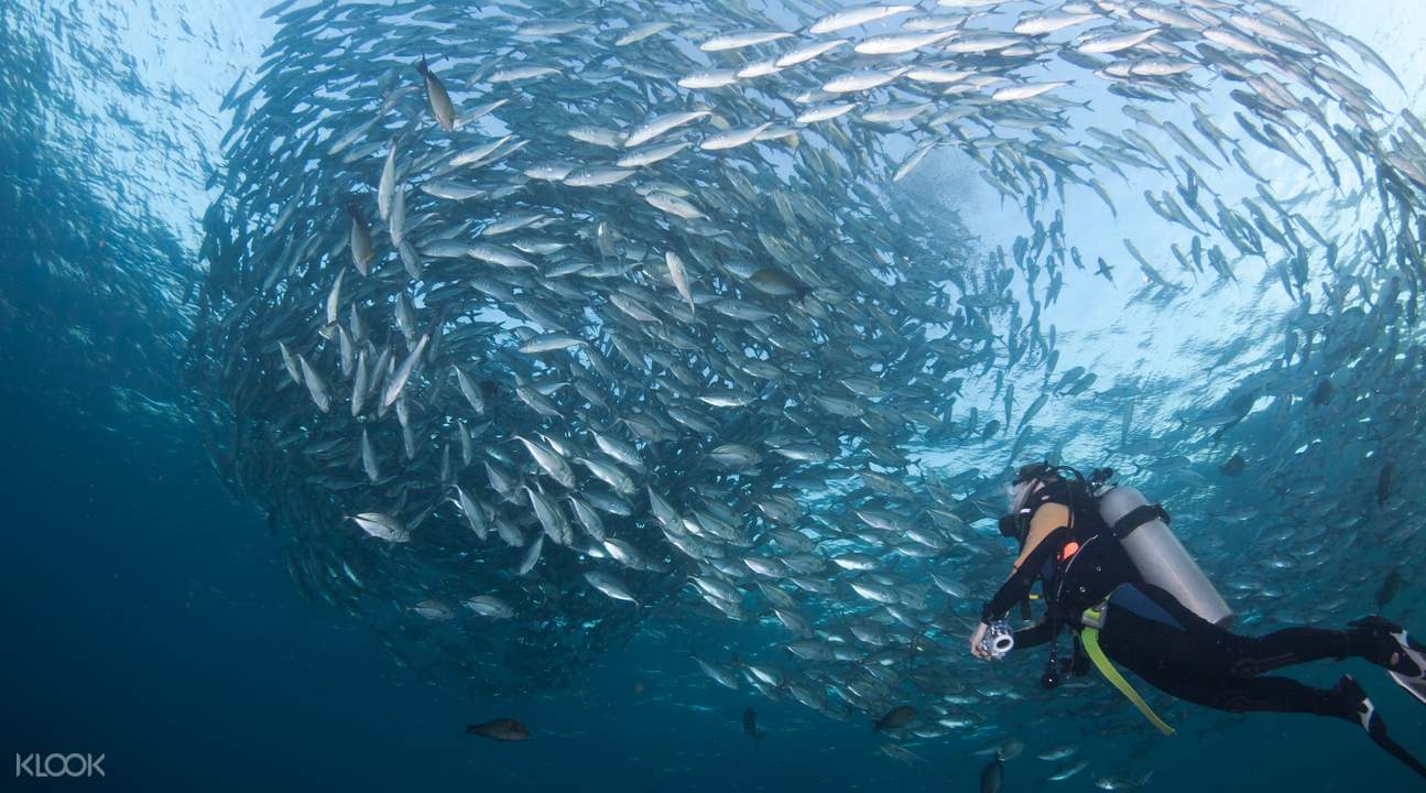 巴厘島圖蘭奔，可以在海底感受魚群風暴的震撼。