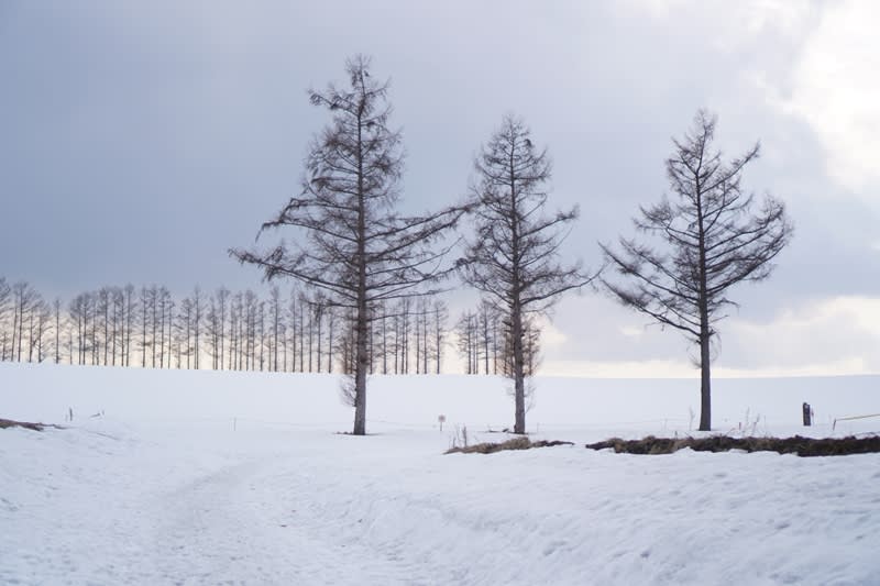 美瑛拼布之路，Photo by Artshen