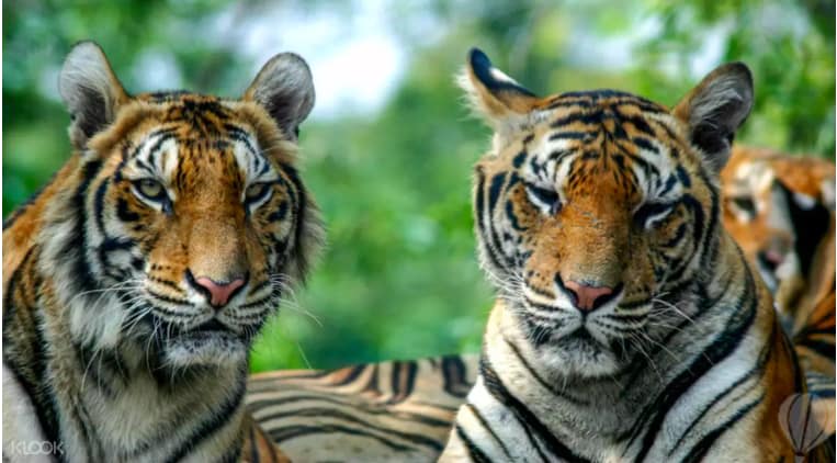 曼谷賽福瑞野生動物園區 動物恣意走動