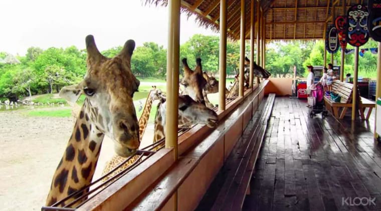 曼谷賽佛瑞野生動物園 海洋公園區 親餵長頸鹿