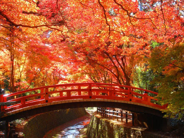 京都的北野天滿宮~小橋流水的楓景。(圖片取自www.rurubu.com) 京都的北野天滿宮~小橋流水的楓景。(圖片取自www.rurubu.com)