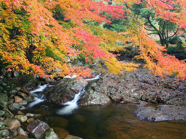 滑床溪谷的亮滑花崗岩與漸紅的楓葉互相映襯。(圖片取自www.rurubu.com) 滑床溪谷的亮滑花崗岩與漸紅的楓葉互相映襯。(圖片取自www.rurubu.com)