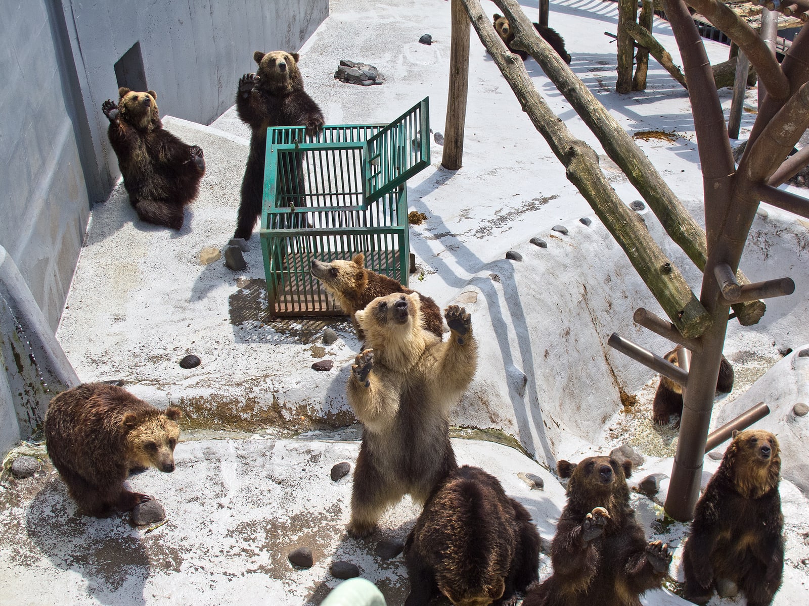 登別熊牧場 Bear Park，照片取自：Flickr Jason