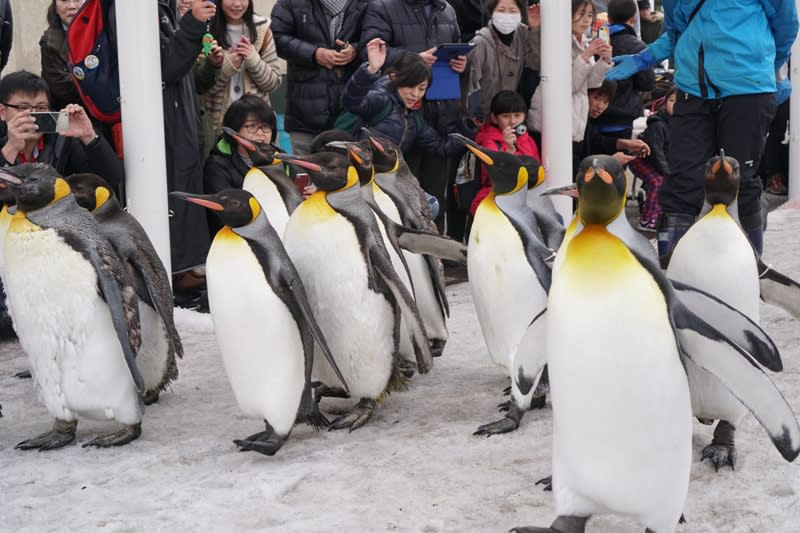 旭山動物園,photo by Artshen 旭山動物園,photo by Artshen