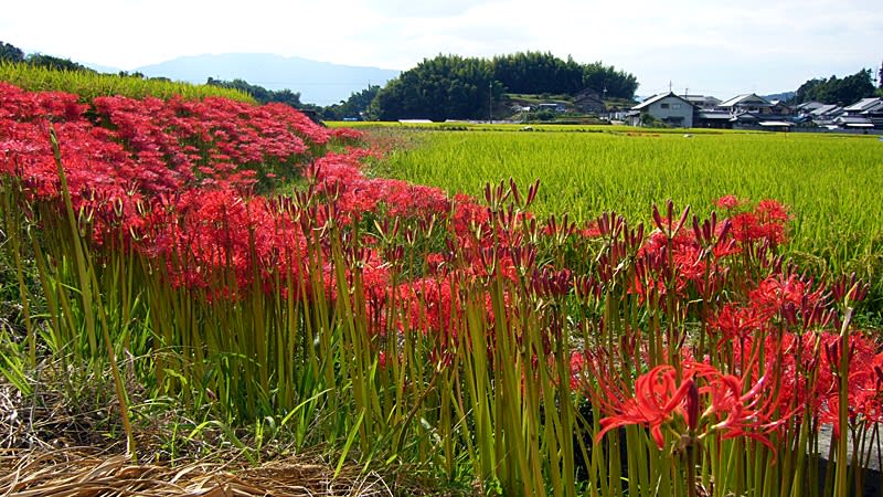 彼岸花又名曼沙珠華。