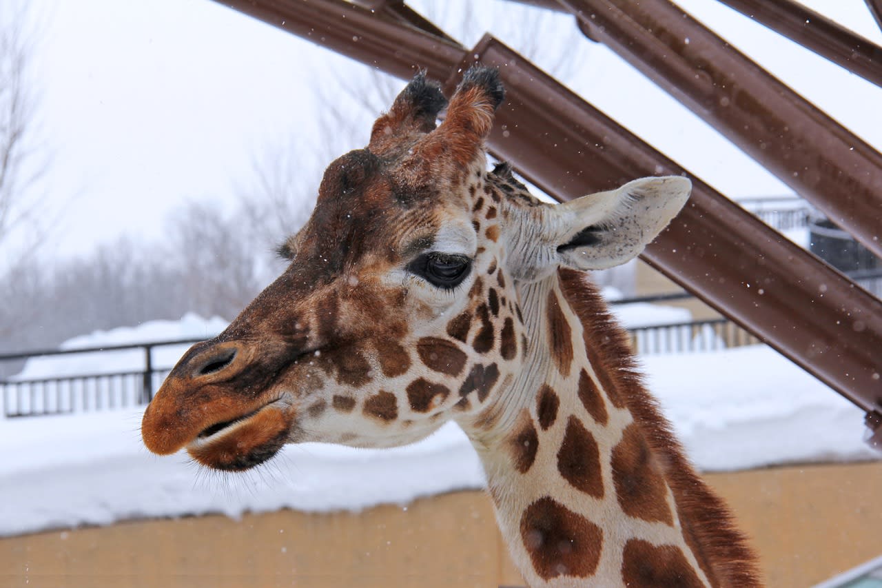 旭山動物園,長頸鹿。 旭山動物園,長頸鹿。