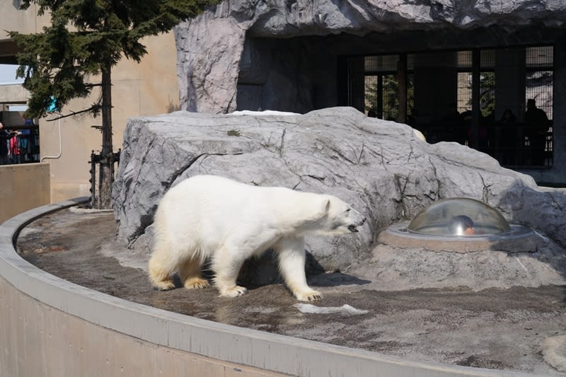 旭山動物園，Photo By Artshen