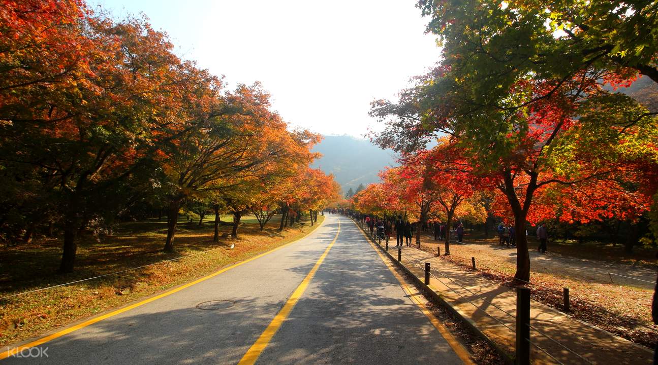 內藏山賞楓 內藏山賞楓